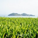 진도약초 이미지