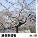 개나리공원 농구장 | 봄꽃이 모여있어 봄나들이하기 좋은 보라매공원(벚꽃, 산수유, 개나리, 진달래 등)
