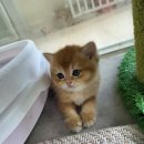 골든캣 골드브숏 골드먼치킨 평택전문점 이미지