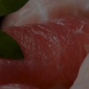 푸른참치 이미지