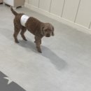 치즈 애견유치원&애견호텔 이미지