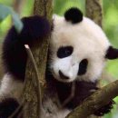 판다 이미지