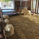 덕이목장 이미지