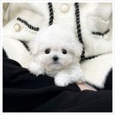 서현펫# 이미지