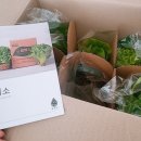 봉채국수 | [(주)이정파트너스] 아쿠아포닉스 친환경채소 무농약 유러피안 봉채소