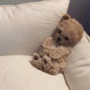 꼬꼬아찌 이미지