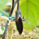 가지와나니 이미지