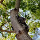 5952 | 시드니 페더데일동물원 블루마운틴 선셋투어 (내돈내산 별보기 별빛투어 추천)