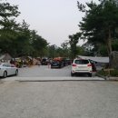 지리산민들레 이미지