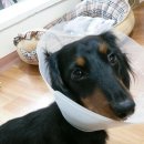 몽몽이# 이미지