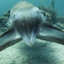 오대양스크린 이미지