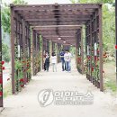 장미공원C 이미지