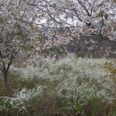 금산화원
