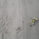 홀뫼민박 이미지