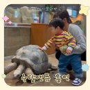 남사초등학교 | 연휴에 다녀온 수달앤쥬 용인점 후기 아이랑 가기 좋은 용인 실내동물원