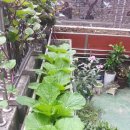 삼영 농장 이미지