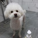 어메이징펫 이미지