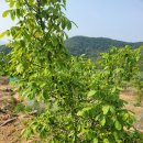 조종농장 이미지