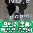 춘자네토탈 | 「강동구동물병원 마리스동물의료센터」 프렌치 불독 복강경 중성화 수술후기