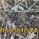 양지농장 | 안 키우면 손해인 작물 부추 현실 후기 (고라니 피해부터 양지·음지 비교까지)