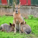 마라 [Mara, Patagonian Mara] 이미지