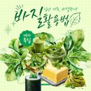 토마토청과 | 대용량 바질 구매 후기 | 바질 오일, 버터, 페스토까지 알뜰하게 활용하기