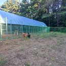 동물보육원 이미지