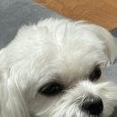 비플루피 이미지