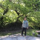 명월 팽나무군락 이미지