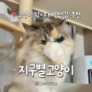 지구별고양이 | 고양이가 환장하는 장난감 지구별고양이 낚시대 내돈내산 후기