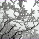 안성리-12 Daum카페