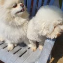 연송갈치요리 이미지