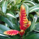아나나스 이미지