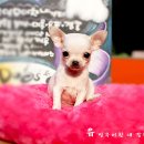 와와 이미지
