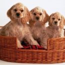 예쁜강아지 이미지