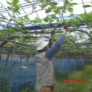 참다래농장 이미지