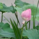 덕진-116 이미지