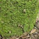 경상남도수목원(수생식물원) 이미지