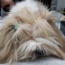 베리떼 동물병원 이미지