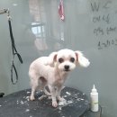 강남애니펫샵 이미지