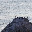 CU 동해일출로점 | 강원도 동해 추암촛대바위 일출 여행 후기｜1월 겨울 일출 명소, 주차·포인트 정리