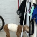 대신메디칼 | 부산동물메디컬센터 :: 14살 노견 강아지 담낭절제술 후기(3)