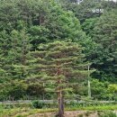 쌍전1리사회적협동조합 | 금강송 스마트 복합 쉼터