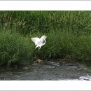 요술공주