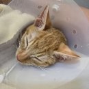 증약 | 고양이 복막염 신약 후기, 건식 신경증상 치료 기록 (중간정리)