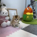 은빛동물병원 | 여의도고양이분양 실버브리티쉬숏헤어 선택기