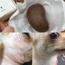 (주)협성이엔지 | 강아지 샴푸바 구매 후기 피부전후(이웃님 추천)