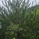 내령농장 이미지