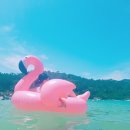 플라밍고 이미지