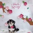 카카몽 애견미용실 | 개설렘 | 청라 애견미용실 장모치와와 스파 + 위생미용 후기🐶